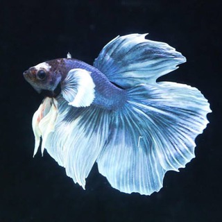 娛魚得水🐠(觀賞魚交流區)