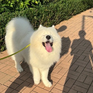 治癒大人ㄟ小確幸🐾萌寵時光