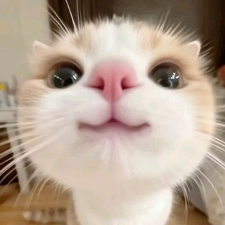 🍵楊貴妃の南部客評區