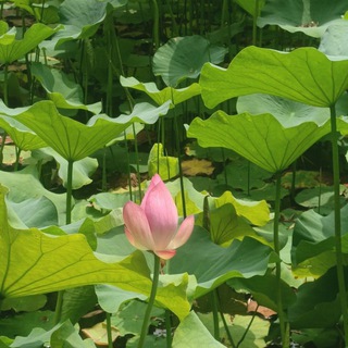 真实夫妻绿帽反差婊